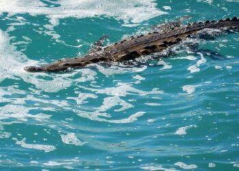 Preocupa presencia de cocodrilos en playas de México; avistamiento de delfines sorprende a turistas
