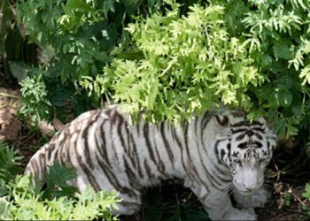 Le dispararon para contenerlo: muere Kenzo, tigre de Bengala que escapó en Edomex, tras operativo de rescate