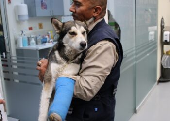 Fortalece Municipio atención y recuperación de animalitos en Chihuahua Capital