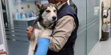 Fortalece Municipio atención y recuperación de animalitos en Chihuahua Capital