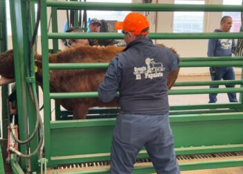 Celebra Secretaría de Desarrollo Rural próxima reapertura a la exportación de ganado chihuahuense a Estados Unidos