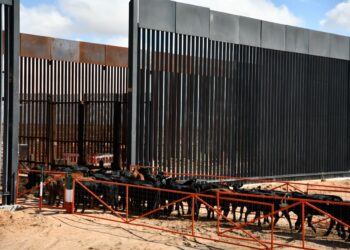 Reanuda Chihuahua exportación de ganado a Estados Unidos por San Jerónimo-Santa Teresa