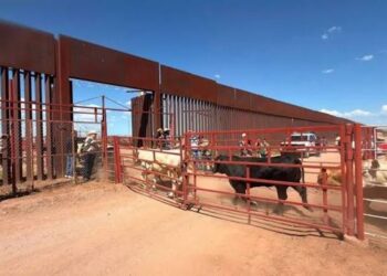 Reabren frontera de Sonora para exportación de ganado a Estados Unidos