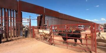 Reabren frontera de Sonora para exportación de ganado a Estados Unidos