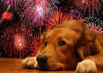 Protege a tus animalitos del ruido de la pirotecnia en estas fiestas patrias: Municipio